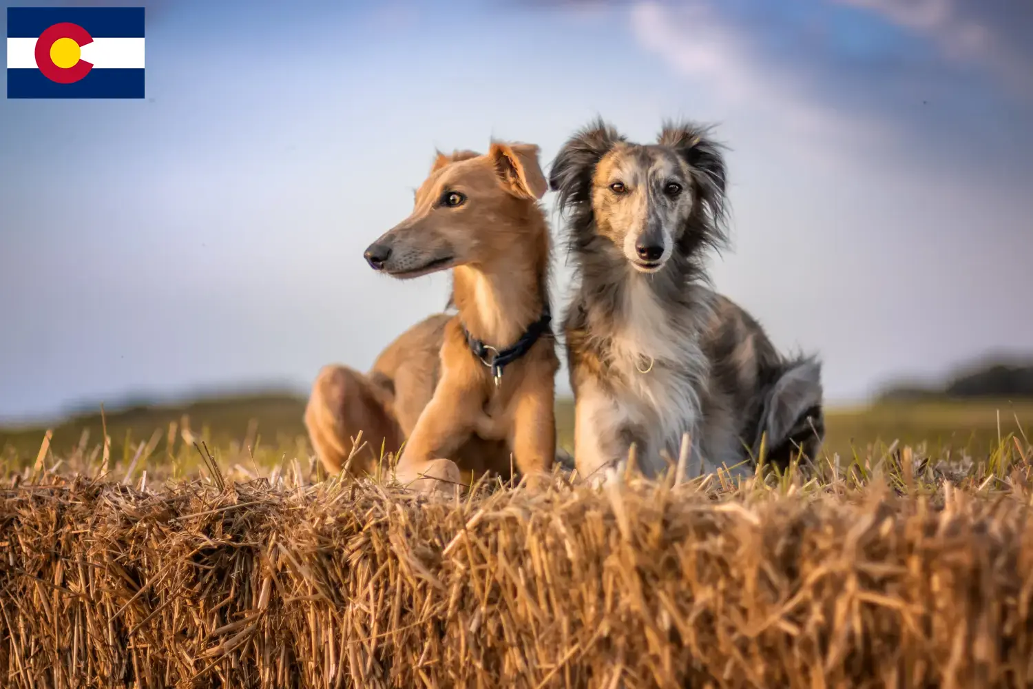 Read more about the article Silken Windsprite breeders and puppies in Colorado