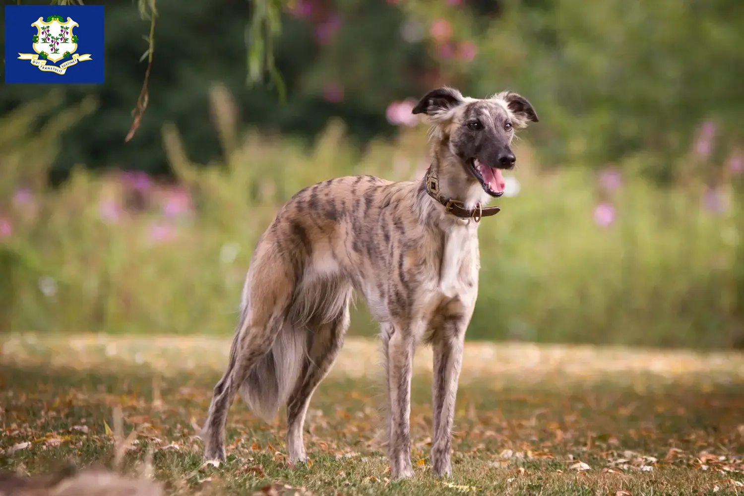 Read more about the article Silken Windsprite breeders and puppies in Connecticut