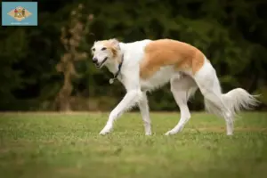 Read more about the article Silken Windsprite breeders and puppies in Delaware