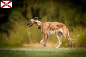 Read more about the article Silken Windsprite breeders and puppies in Florida