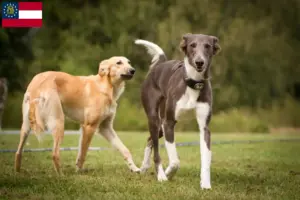 Read more about the article Silken Windsprite breeders and puppies in Georgia