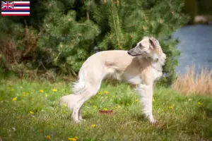 Read more about the article Silken Windsprite breeders and puppies in Hawaii