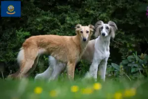 Read more about the article Silken Windsprite breeders and puppies in Idaho