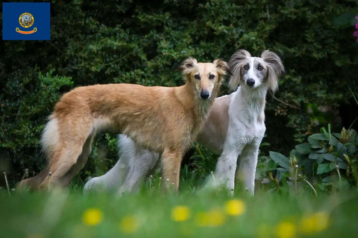 Silken Windsprite puppies and breeders Idaho Here you can find Silken Windsprites breeders in Idaho.