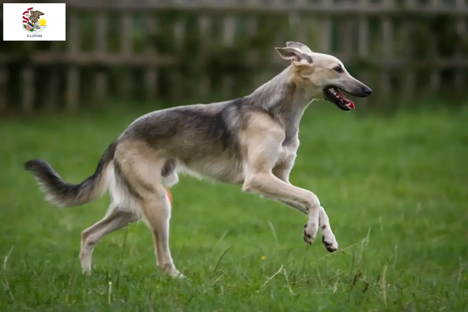 Silken Windsprite puppies and breeders Illinois Here you can find Silken Windsprites breeders in Illinois.