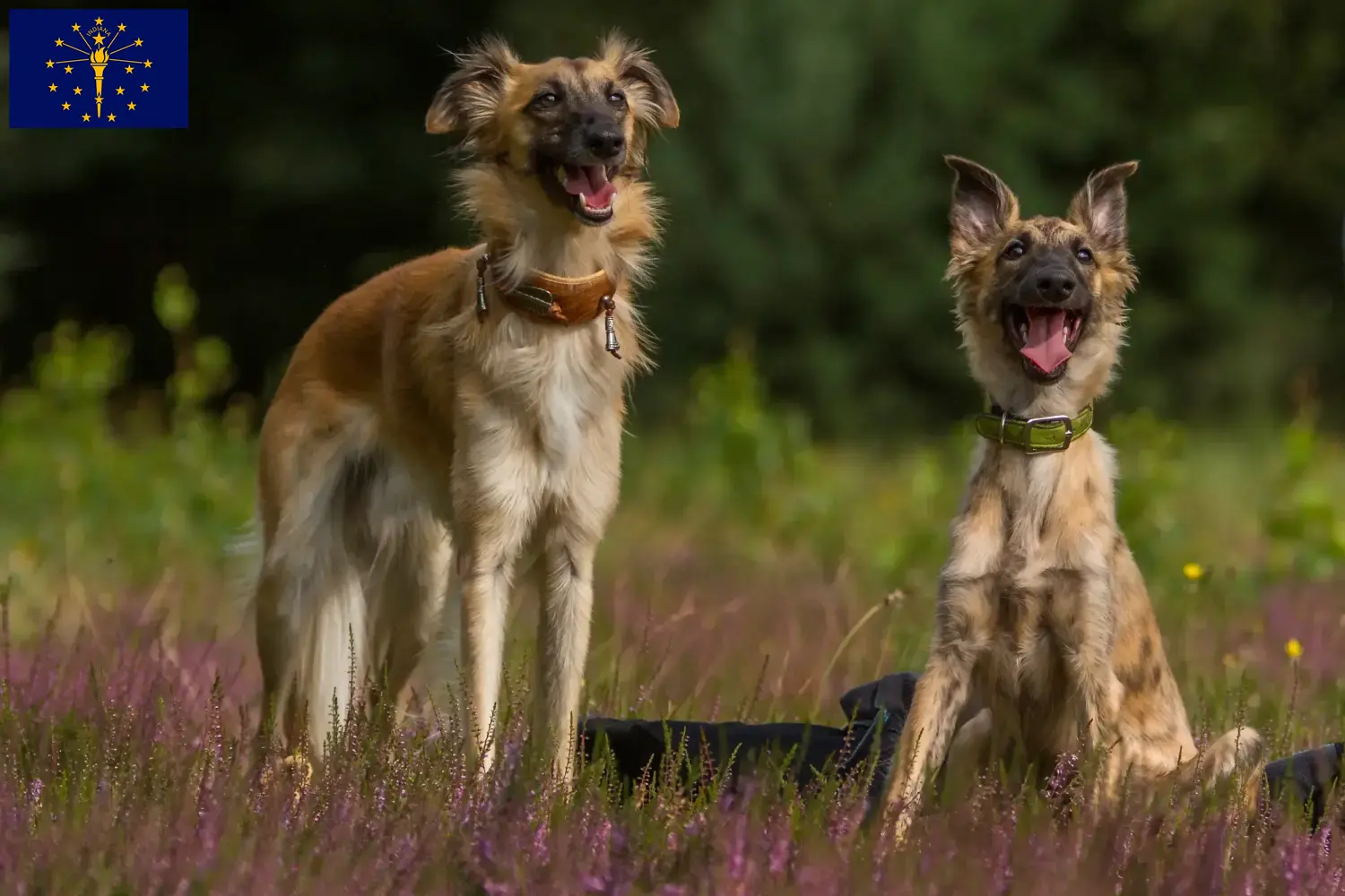 Silken Windsprite puppies and breeder Indiana Here you can find Silken Windsprites breeders in Indiana.