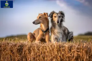 Read more about the article Silken Windsprite breeders and puppies in Kansas