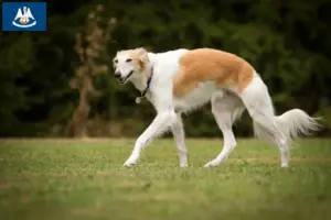 Read more about the article Silken Windsprite breeders and puppies in Louisiana
