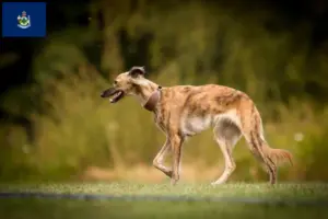 Read more about the article Silken Windsprite breeders and puppies in Maine