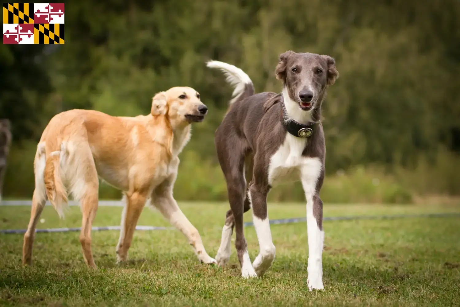 Silken Windsprite puppies and breeder Maryland Here you can find Silken Windsprites breeders in Maryland.