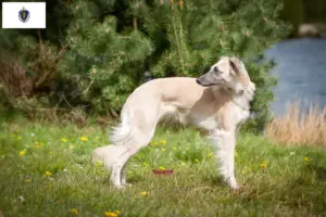 Read more about the article Silken Windsprite breeders and puppies in Massachusetts