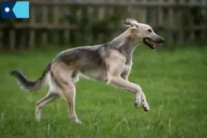 Read more about the article Silken Windsprite breeders and puppies in Minnesota