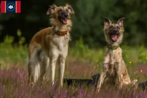 Read more about the article Silken Windsprite breeders and puppies in Mississippi