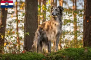 Read more about the article Silken Windsprite breeders and puppies in Missouri