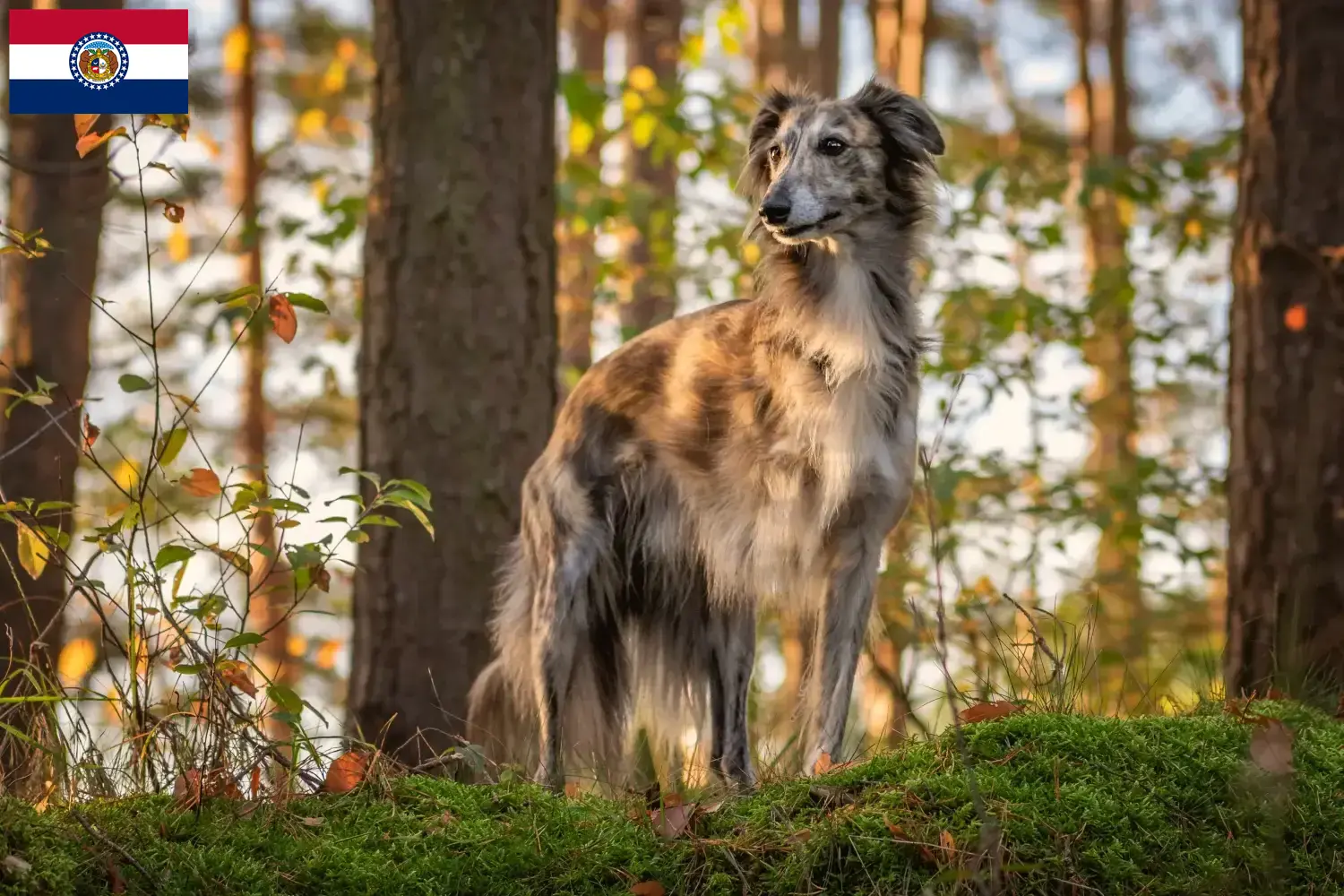 Silken Windsprite puppies and breeders Missouri Here you can find Silken Windsprites breeders in Missouri.