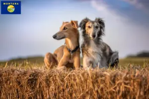 Read more about the article Silken Windsprite breeders and puppies in Montana