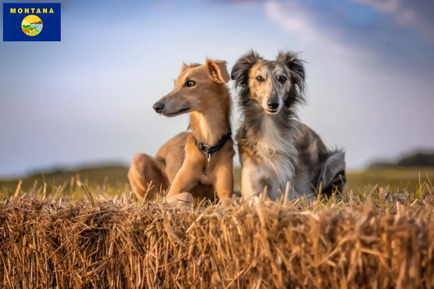 Silken Windsprite puppies and breeder Montana Here you can find Silken Windsprites breeders in Montana.