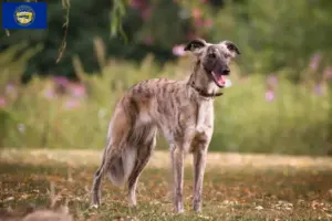 Read more about the article Silken Windsprite breeders and puppies in Nebraska