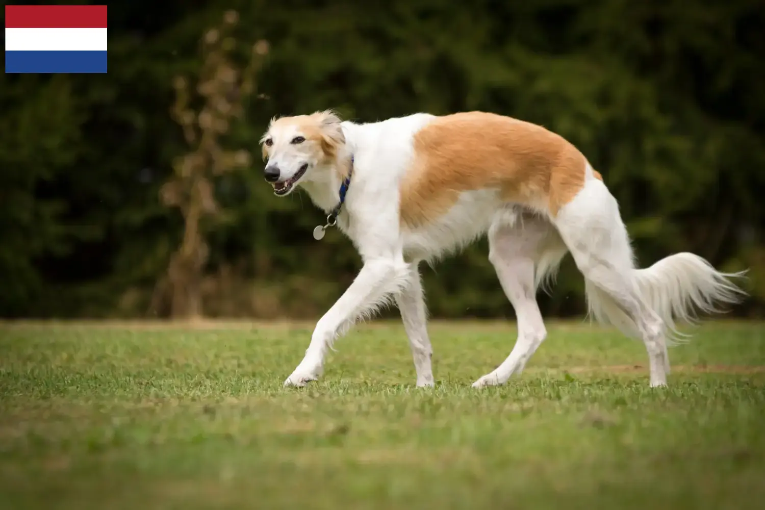Read more about the article Silken Windsprite breeders and puppies in the Netherlands