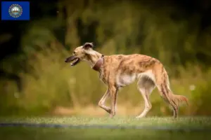 Read more about the article Silken Windsprite breeders and puppies in New Hampshire