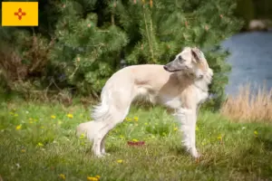 Read more about the article Silken Windsprite breeders and puppies in New Mexico