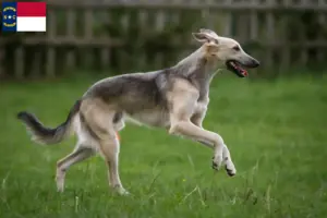 Read more about the article Silken Windsprite breeders and puppies in North Carolina