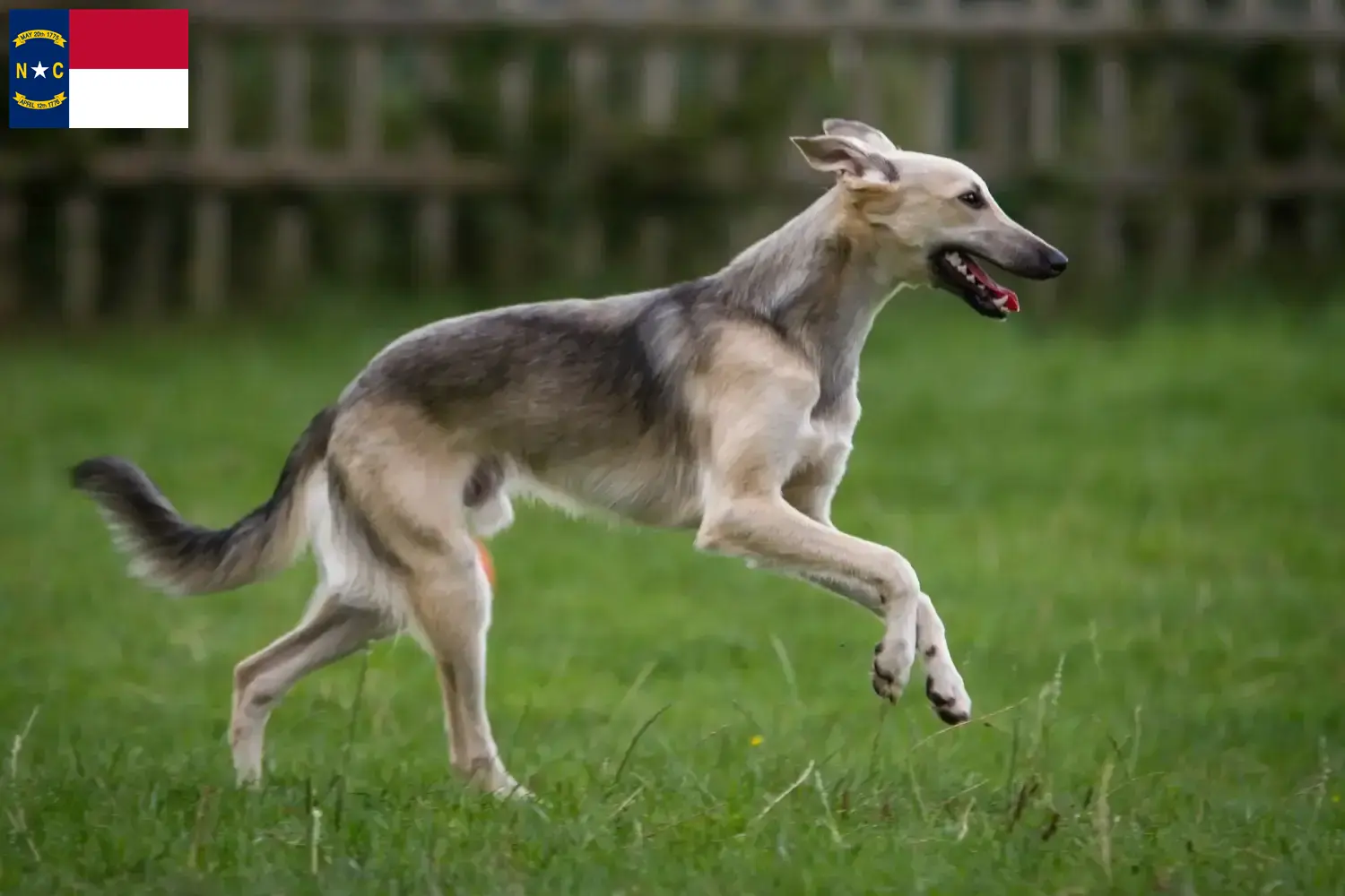 Silken Windsprite puppies and breeders North Carolina Here you can find Silken Windsprites breeders in North Carolina.