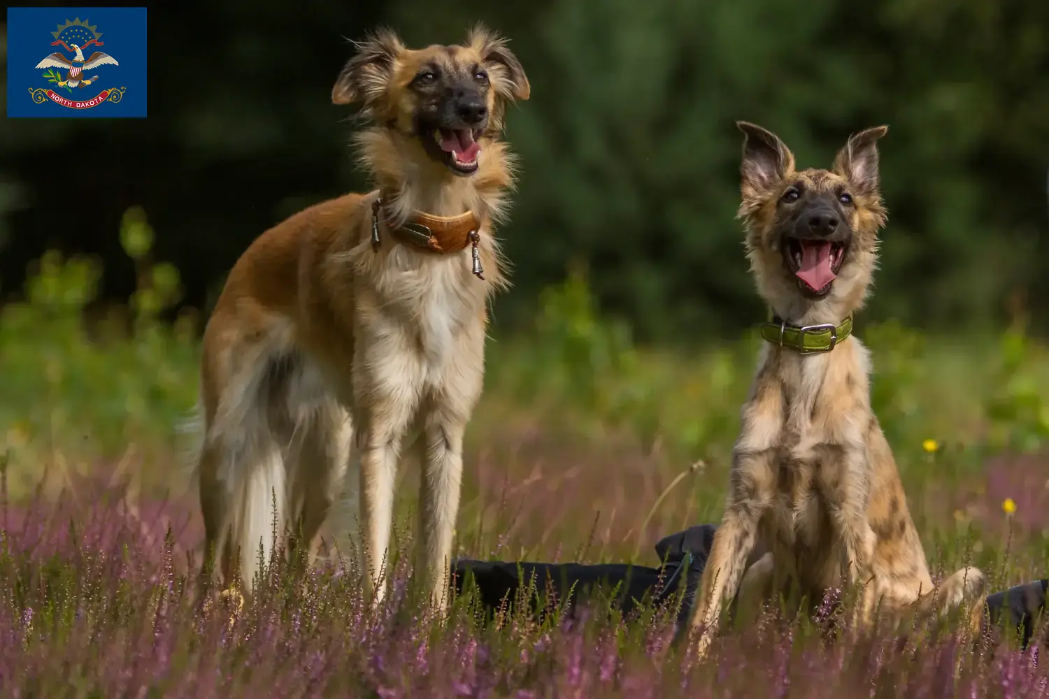 Silken Windsprite puppies and breeders North Dakota Here you can find Silken Windsprites breeders in North Dakota.