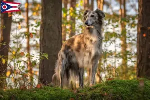 Read more about the article Silken Windsprite breeders and puppies in Ohio