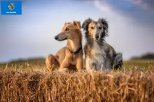 Read more about the article Silken Windsprite breeders and puppies in Oklahoma