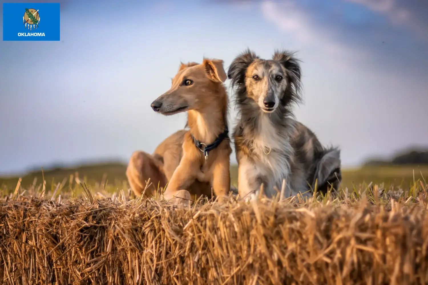 Silken Windsprite puppies and breeders Oklahoma Here you can find Silken Windsprites breeders in Oklahoma.