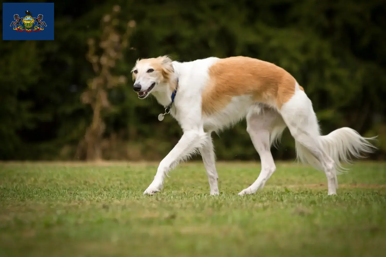 Silken Windsprite puppies and breeders Pennsylvania Here you can find Silken Windsprites breeders in Pennsylvania.