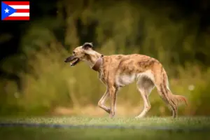 Read more about the article Silken Windsprite breeders and puppies in Puerto Rico