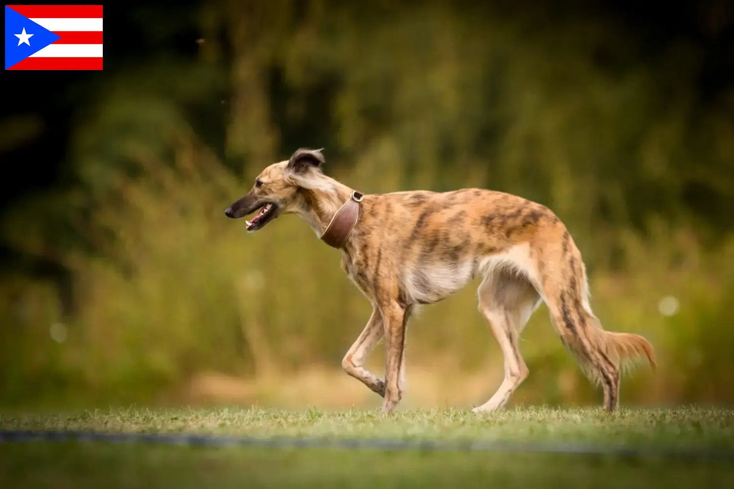 Silken Windsprite puppies and breeders Puerto Rico Here you can find Silken Windsprites breeders in Puerto Rico.