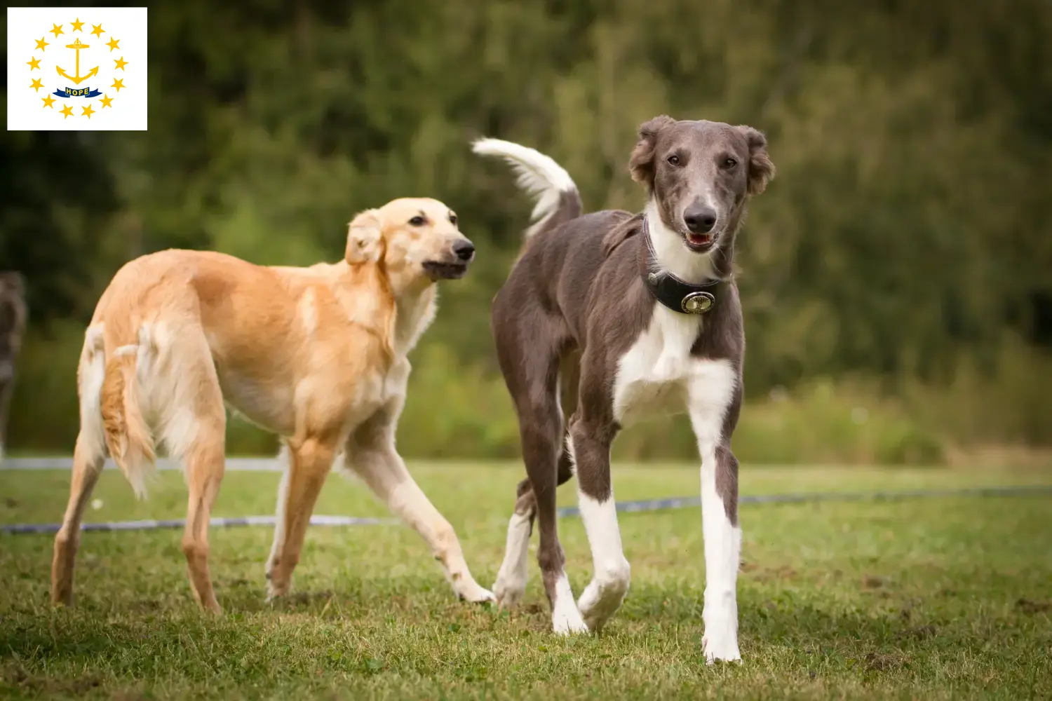 Silken Windsprite puppies and breeders Rhode Island Here you can find Silken Windsprites breeders in Rhode Island.