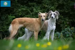 Read more about the article Silken Windsprite breeders and puppies in South Dakota