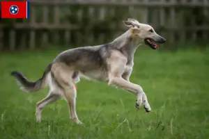 Read more about the article Silken Windsprite breeders and puppies in Tennessee