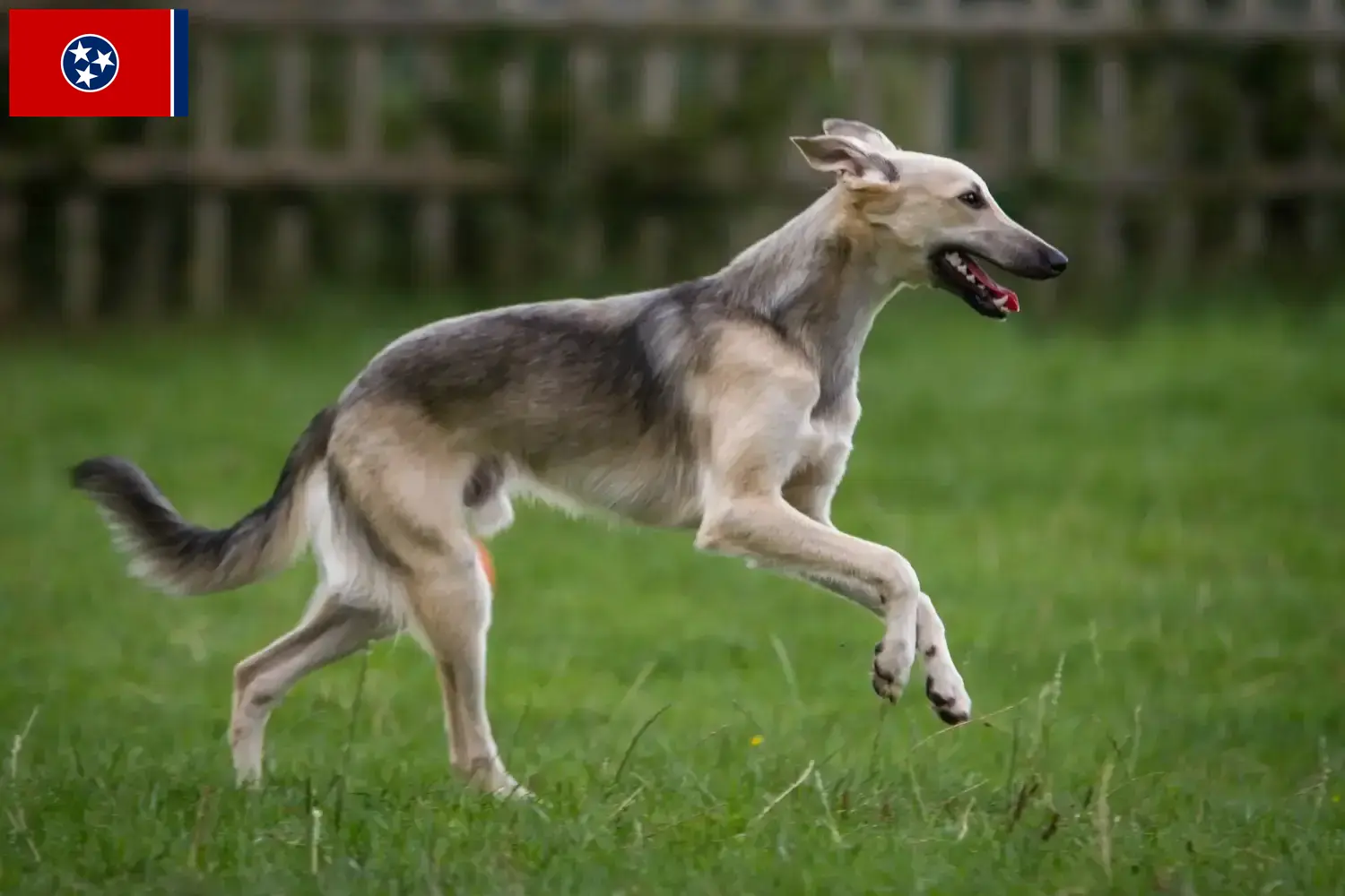 Silken Windsprite puppies and breeder Tennessee Here you can find Silken Windsprites breeders in Tennessee.