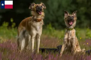 Read more about the article Silken Windsprite breeders and puppies in Texas