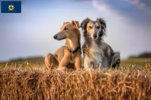 Read more about the article Silken Windsprite breeders and puppies in Vermont