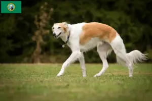 Read more about the article Silken Windsprite breeders and puppies in Washington