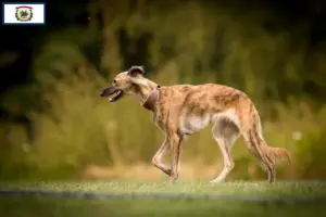 Read more about the article Silken Windsprite breeders and puppies in West Virginia
