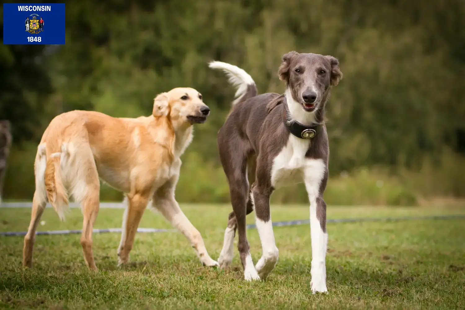 Silken Windsprite puppies and breeders Wisconsin Here you can find Silken Windsprites breeders in Wisconsin.
