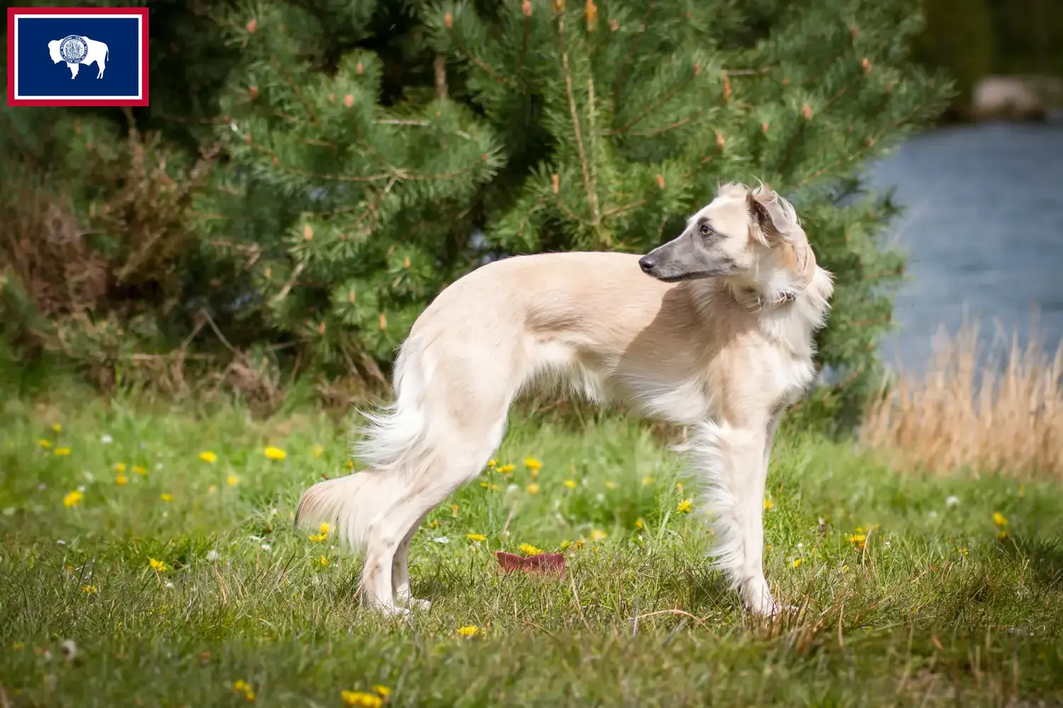 Silken Windsprite puppies and breeders Wyoming Here you can find Silken Windsprites breeders in Wyoming.