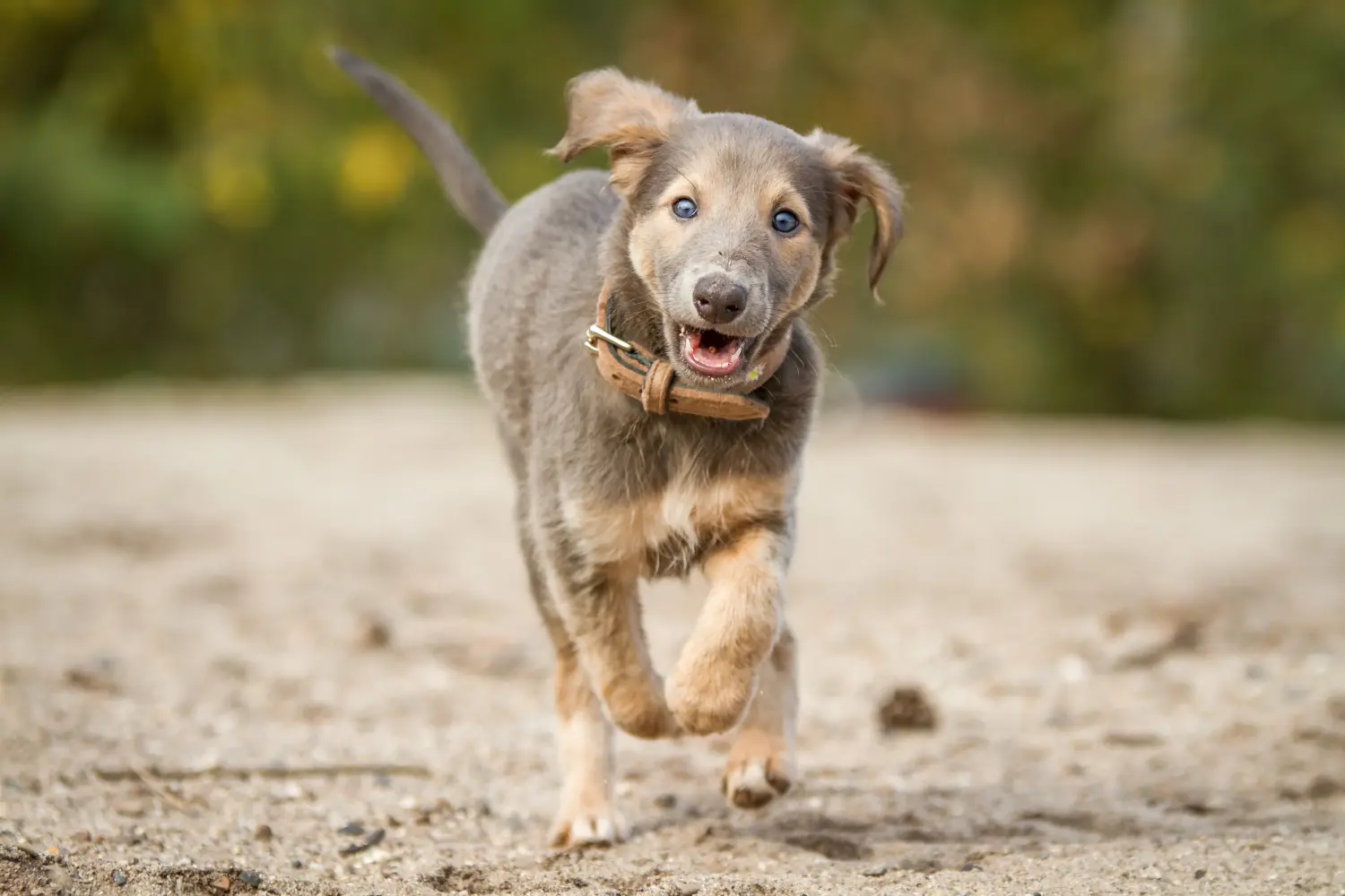 Buying a Silken Windsprite puppy means taking responsibility! Buy Silken Windsprite puppies.