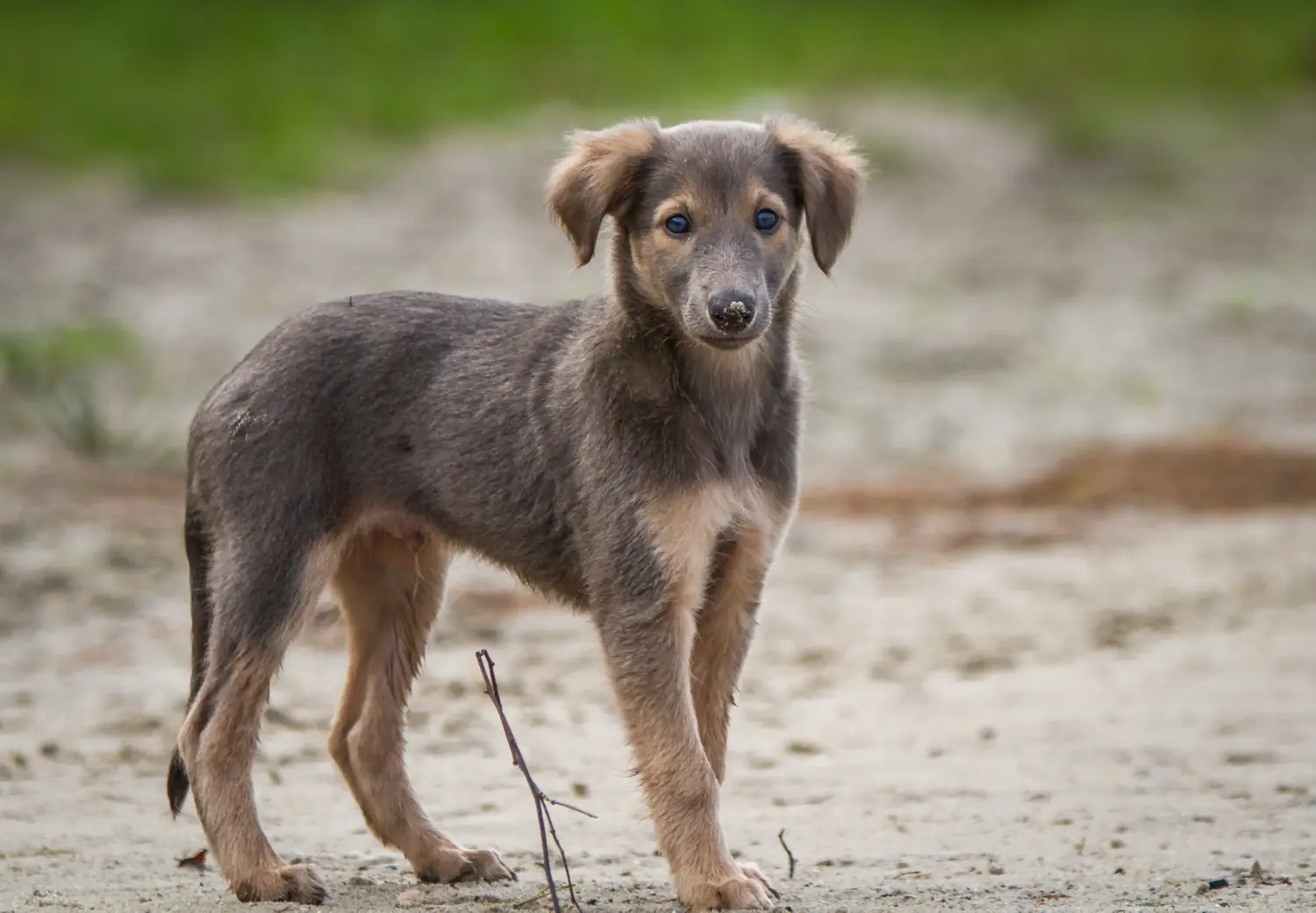 Buying a Silken Windsprite puppy means taking responsibility! Buy Silken Windsprite puppies.