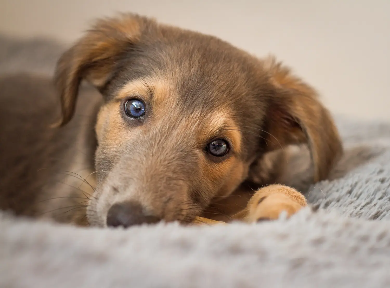 Buying a Silken Windsprite puppy means taking responsibility! Buy Silken Windsprite puppies.
