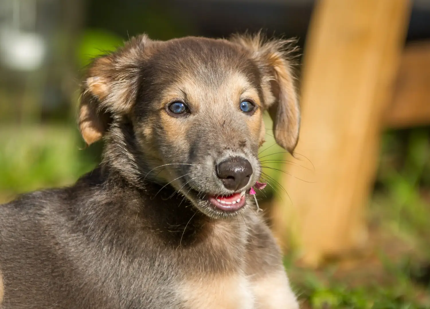 Buying a Silken Windsprite puppy means taking responsibility! Buy Silken Windsprite puppies.