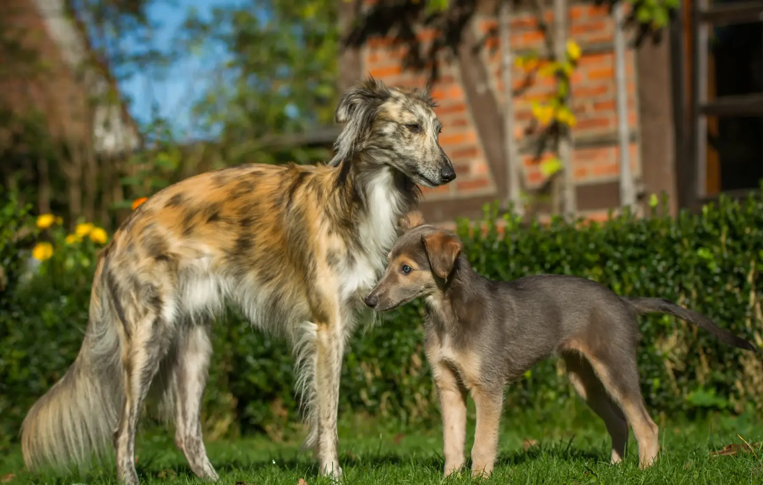 Buying a Silken Windsprite puppy means taking responsibility! Buy Silken Windsprite puppies.