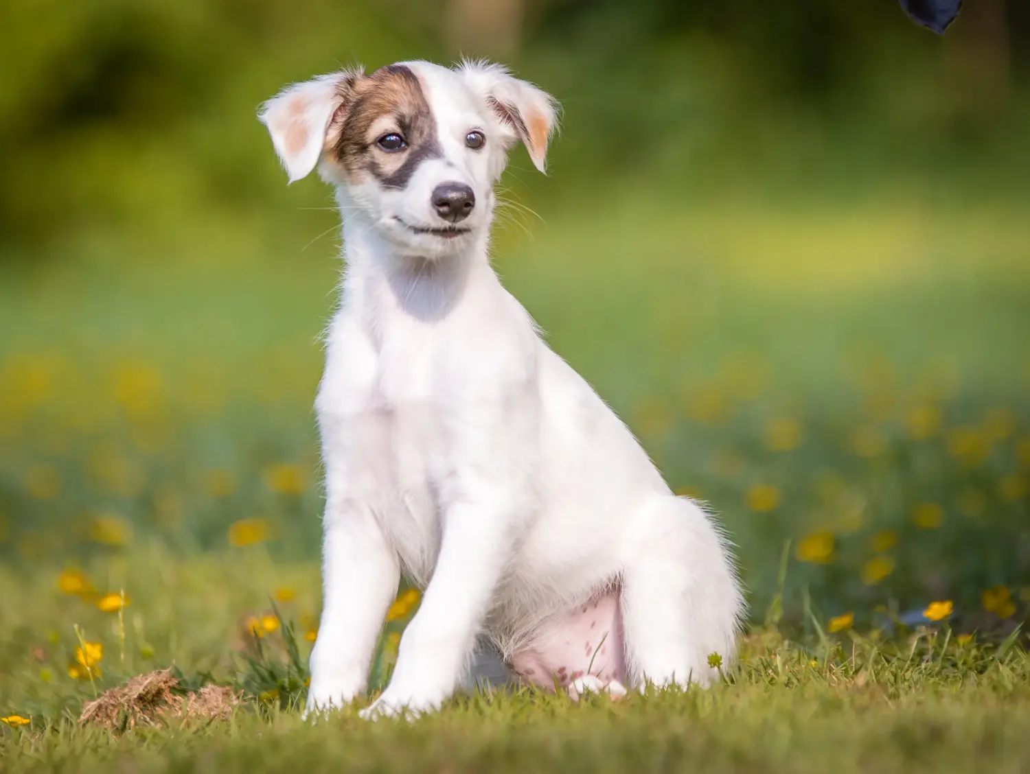 Buying a Silken Windsprite puppy means taking responsibility! Buy Silken Windsprite puppies.